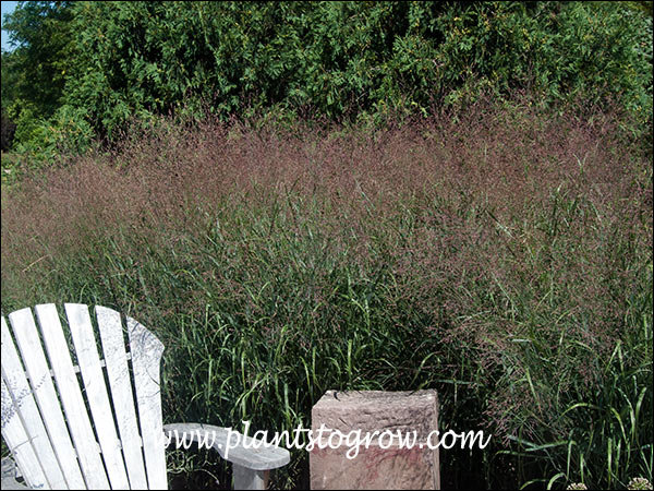 (late summer)